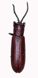   Lasiochila  habitus. 